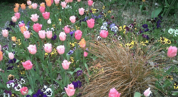 4-tulipes.png